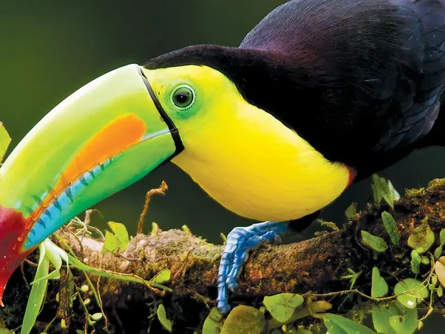 Costa Rica and the Panama Canal