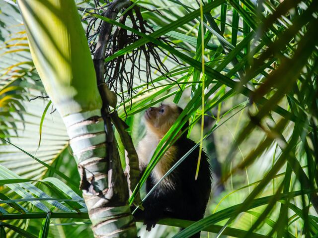 Four Seasons Guancaste