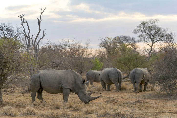 From the Winelands to the Safari