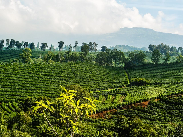 Exploring Arenal Volcano & Carrillo Beach