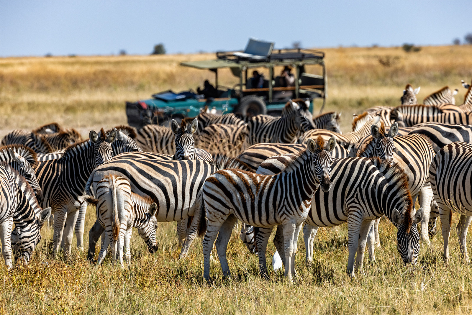 African Travel Safari Adventures with Up to $1,000 Per Person in Savings