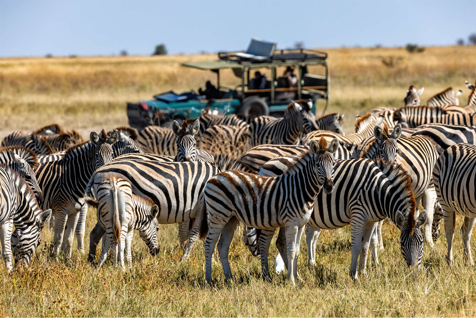 African Travel Safari Adventures with Up to $1,000 Per Person in Savings