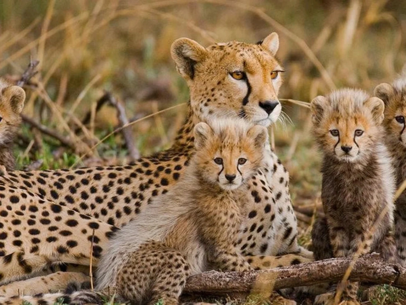 Morning and Afternoon game drives in Chobe National Park