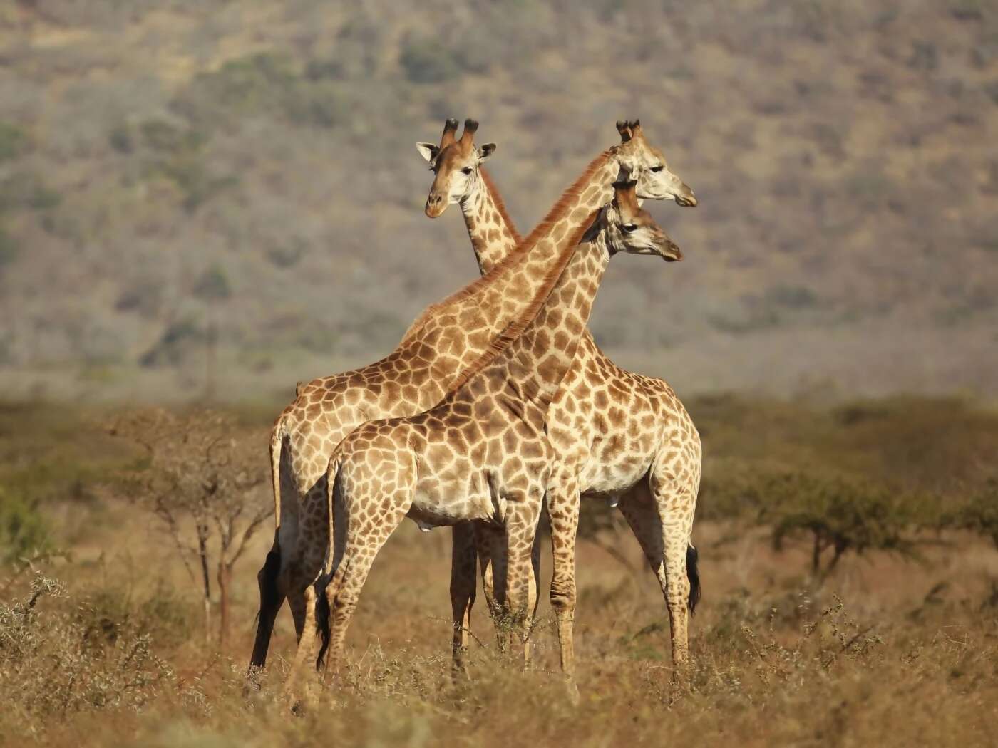 Luxury Southern Africa Safari