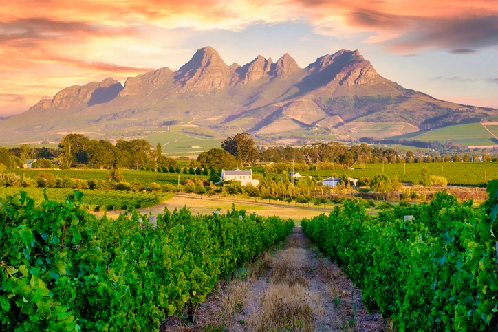 Exploring the Winelands