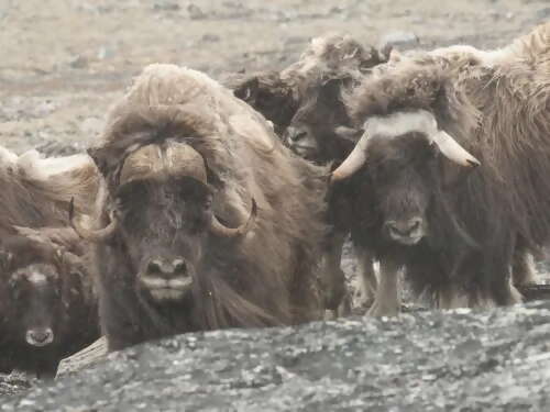 Explore Diana Island Hoping to Spot Musk-Oxen, Beluga Whales and Eider Ducks