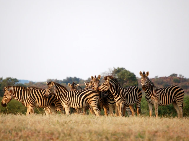 Highlights of Botswana Safari