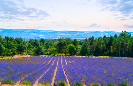 Provencal Olive Oil and Wine Tour