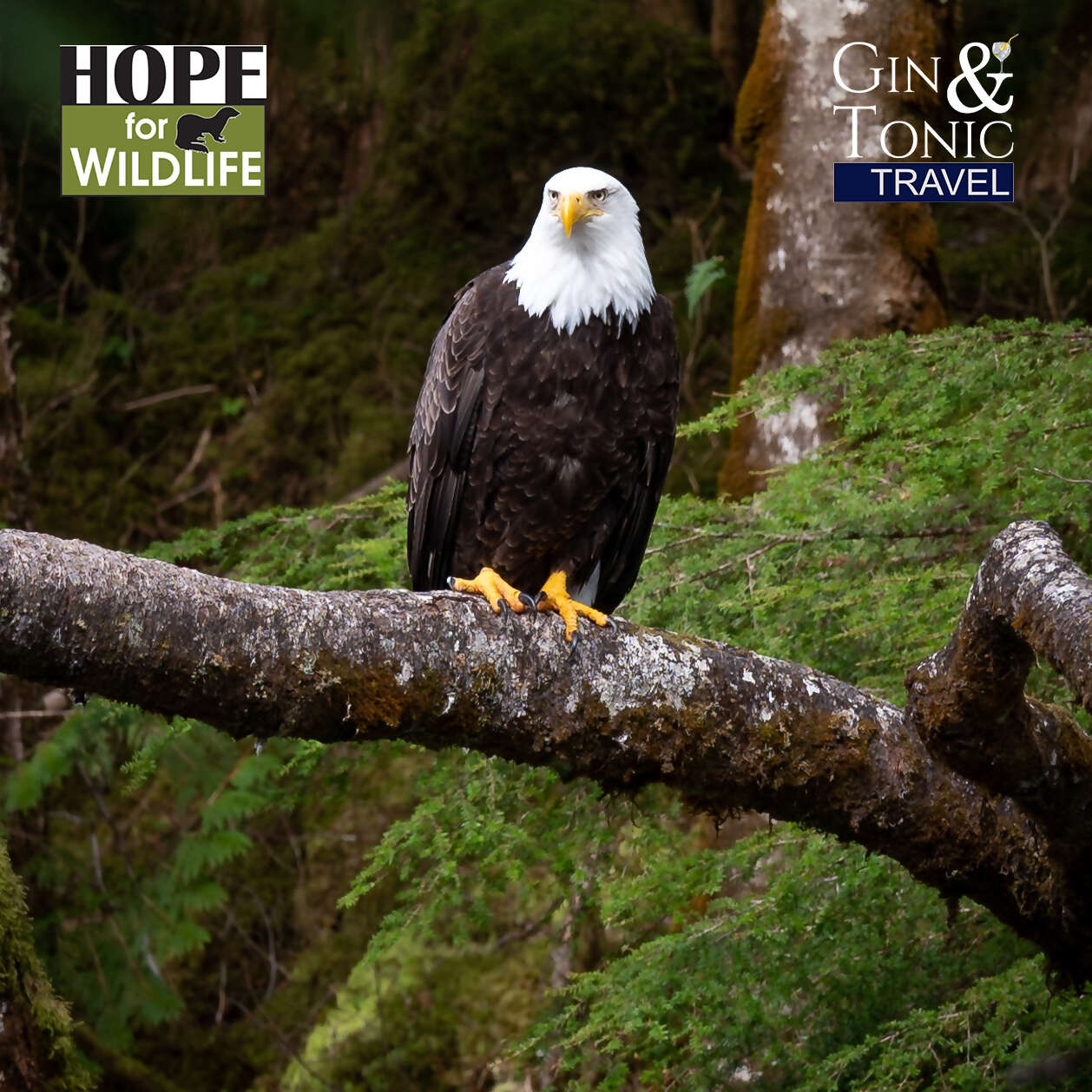 HOPE for Wildlife fundraising cruise to Alaska - UPDATE