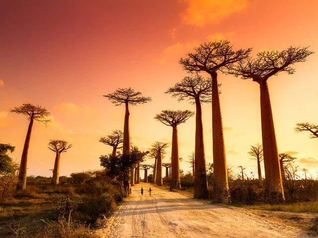 Africa and Safaris