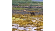 Goldilocks and the Three Bears (Alaska Cruise Edition)