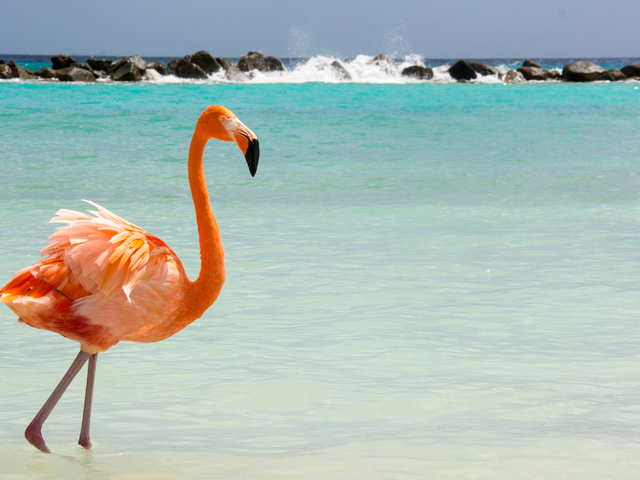 Escape to Aruba with Sunwing