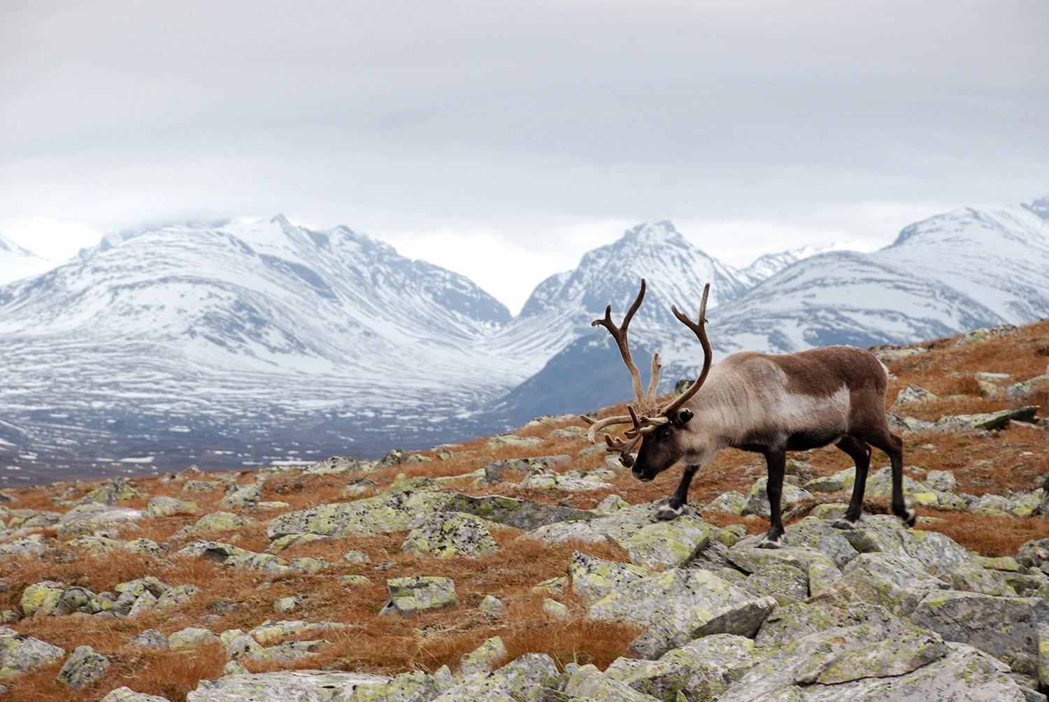 Scandinavia
