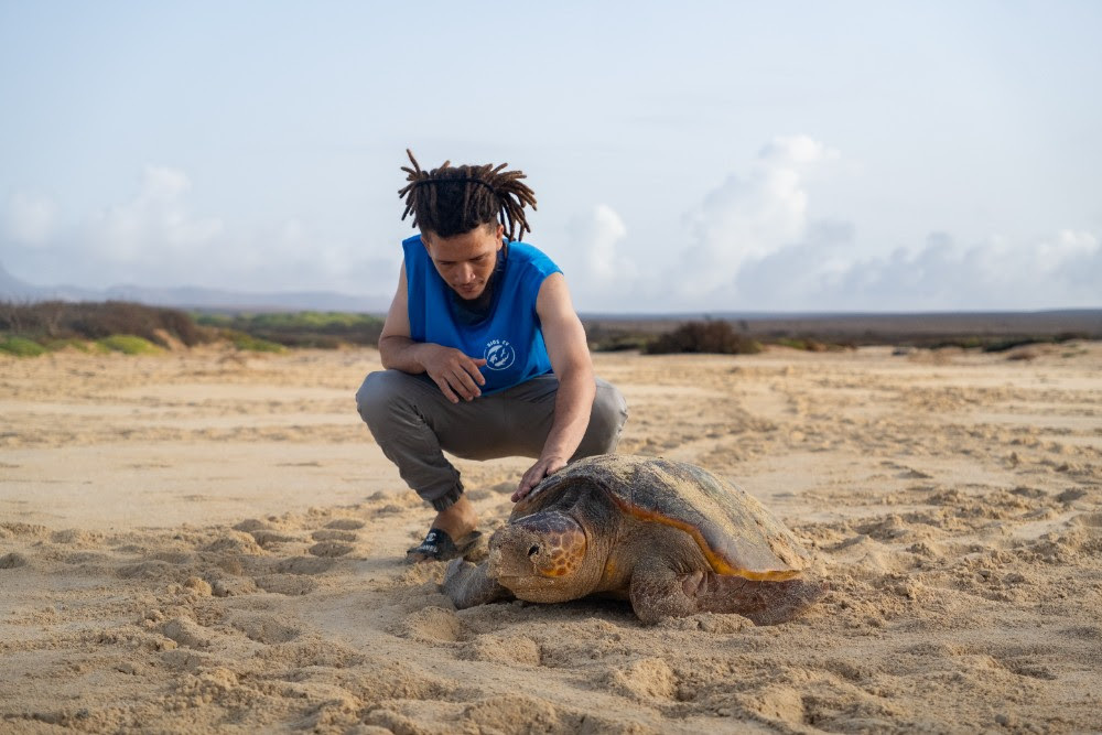 RIU Resort-Supported Eco Project Reports Triumph for Turtles