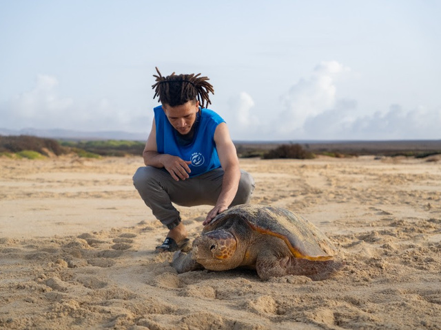 RIU Resort-Supported Eco Project Reports Triumph for Turtles