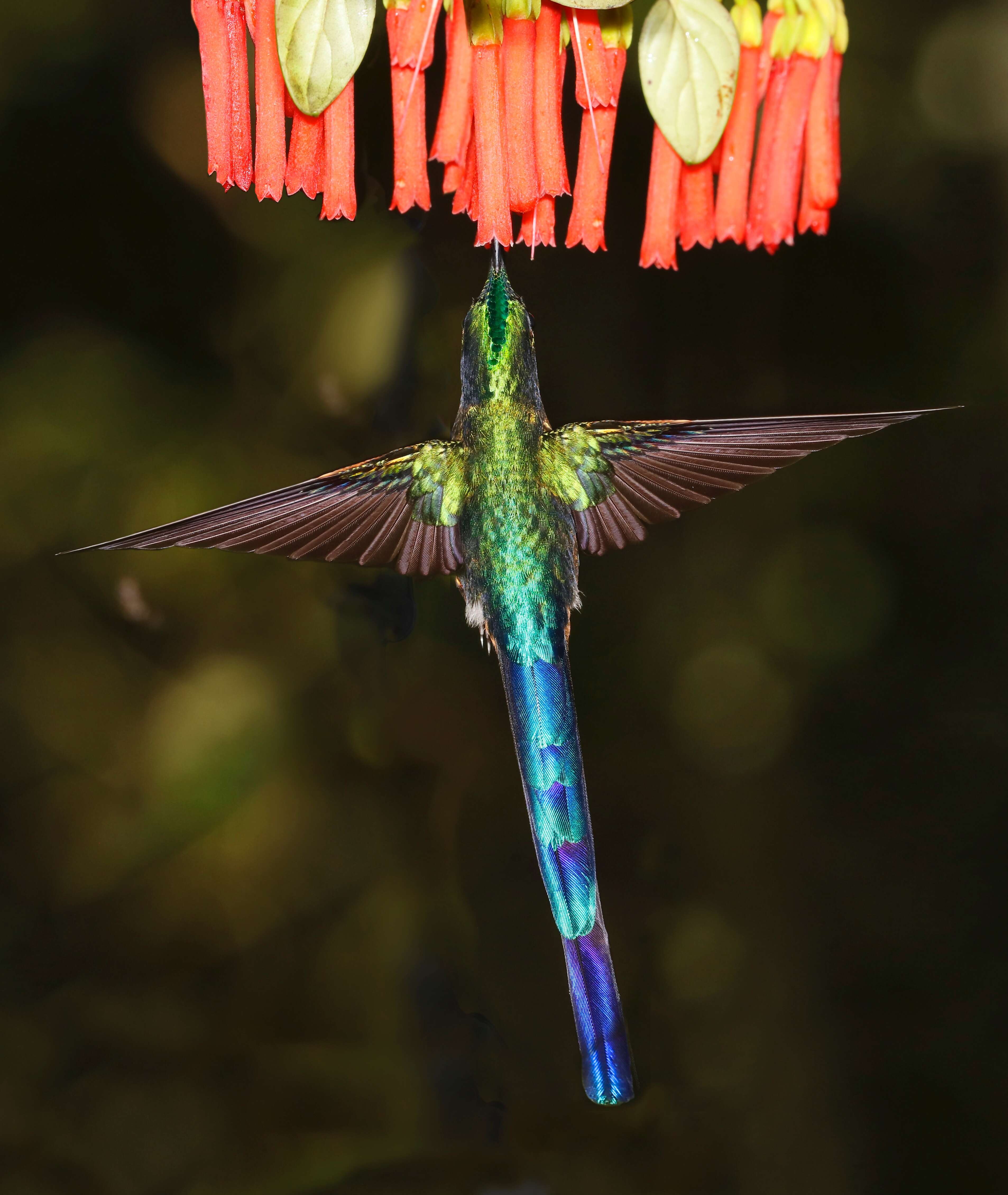 Ecuador and Galapagos Highlights