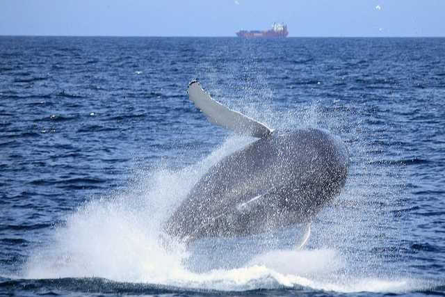 Humpback whale