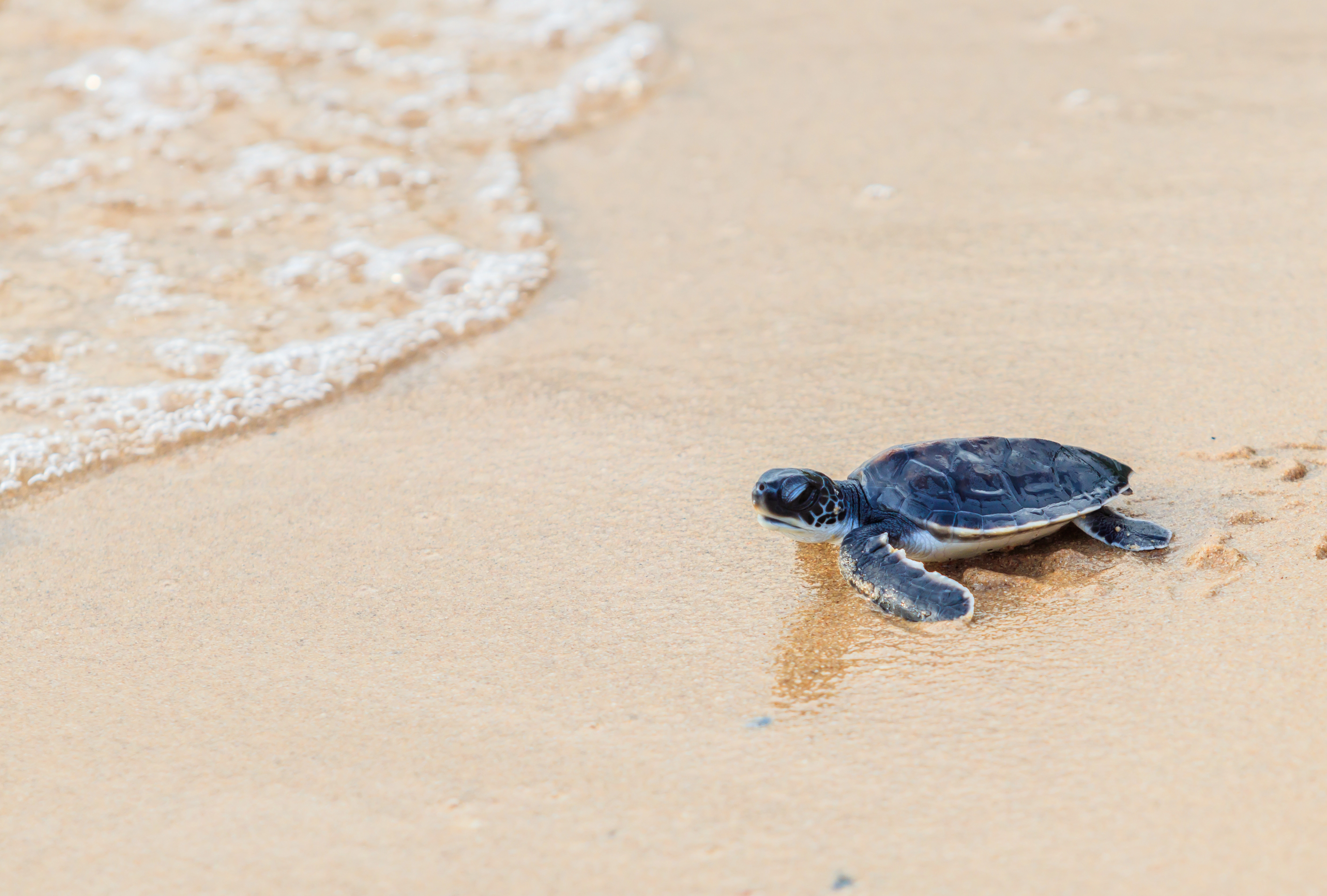 Baby Sea Turtle