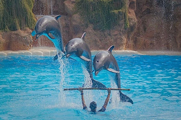 Dolphins