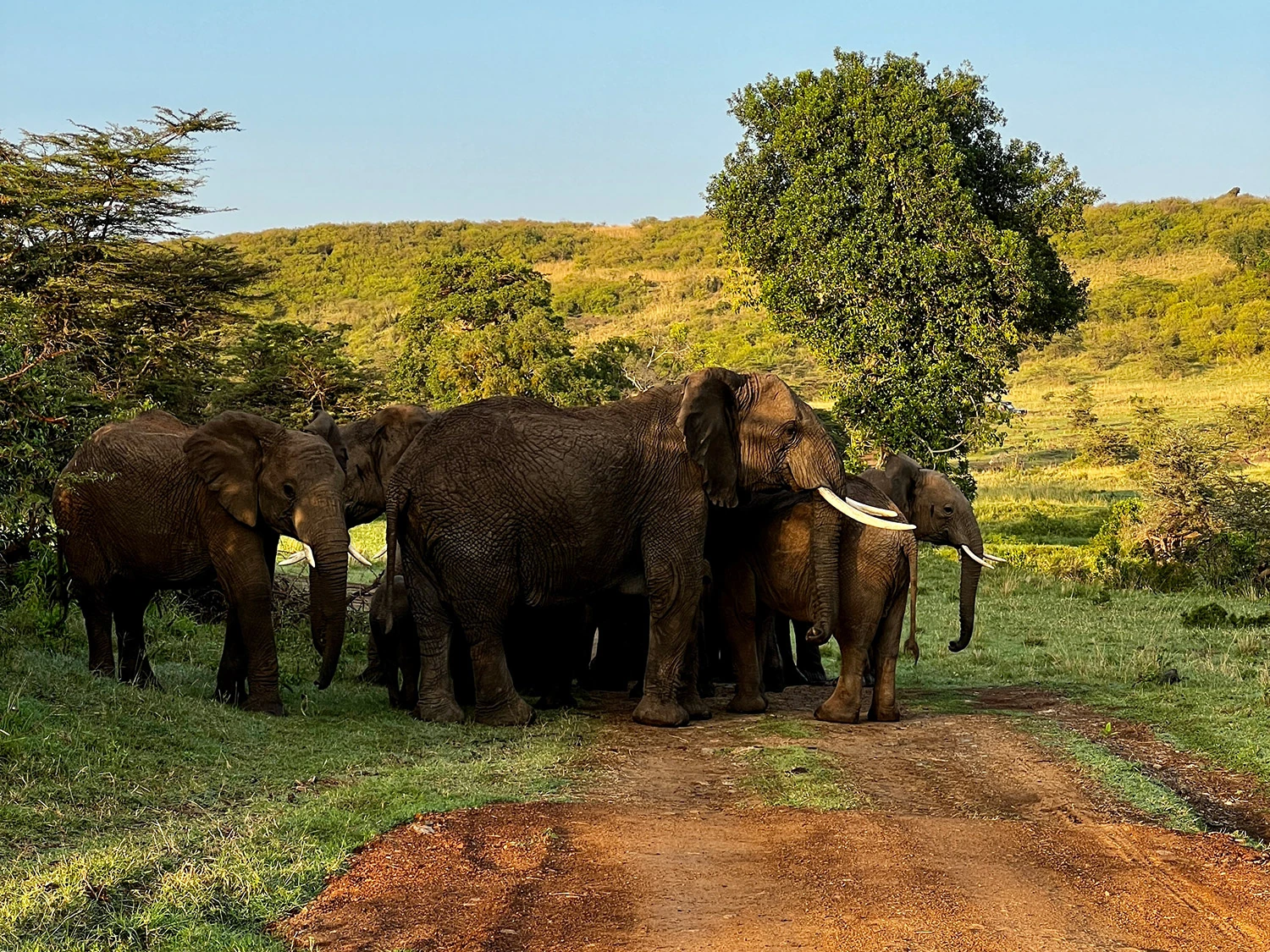 Safaris