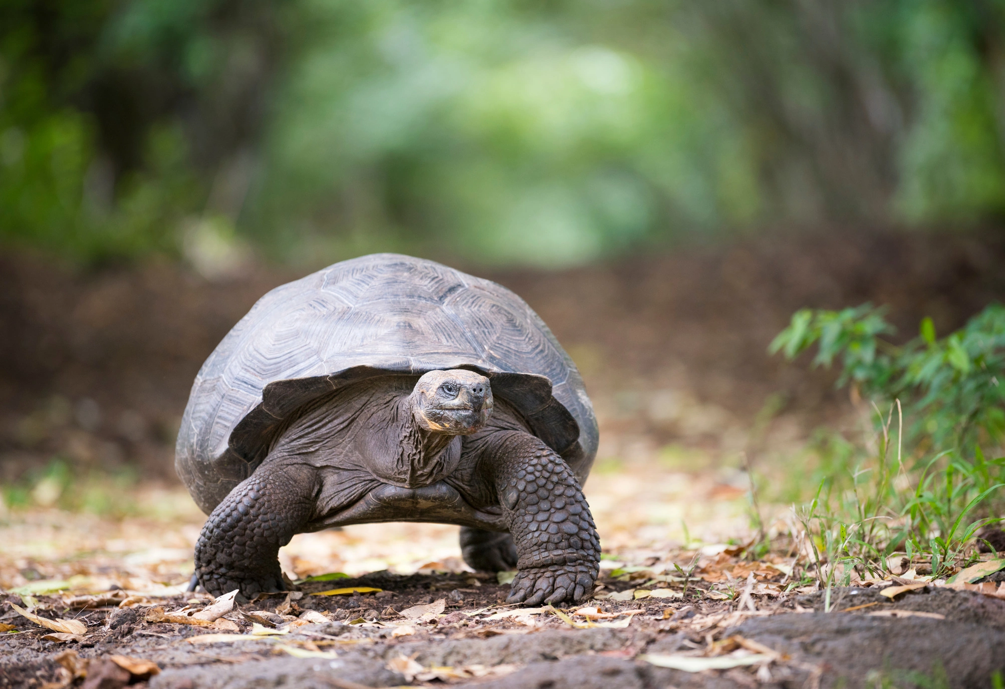 Ecuador & Galapagos Islands