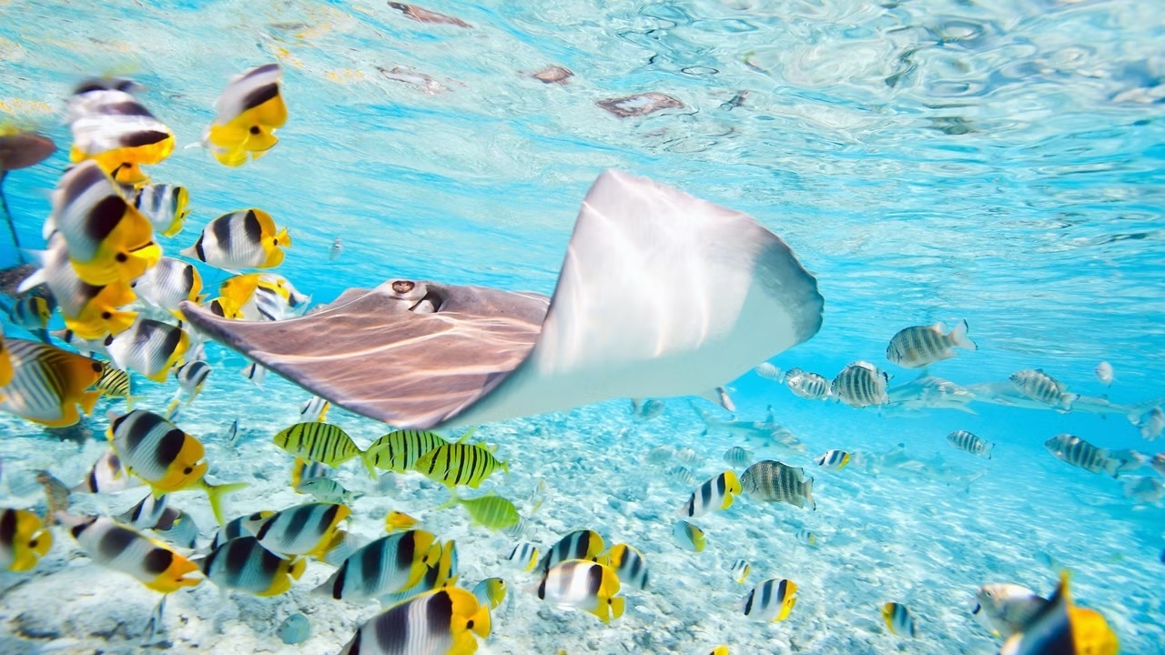 Tahitian Treasures - Celebrity Cruises