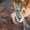 When Africa Calls!