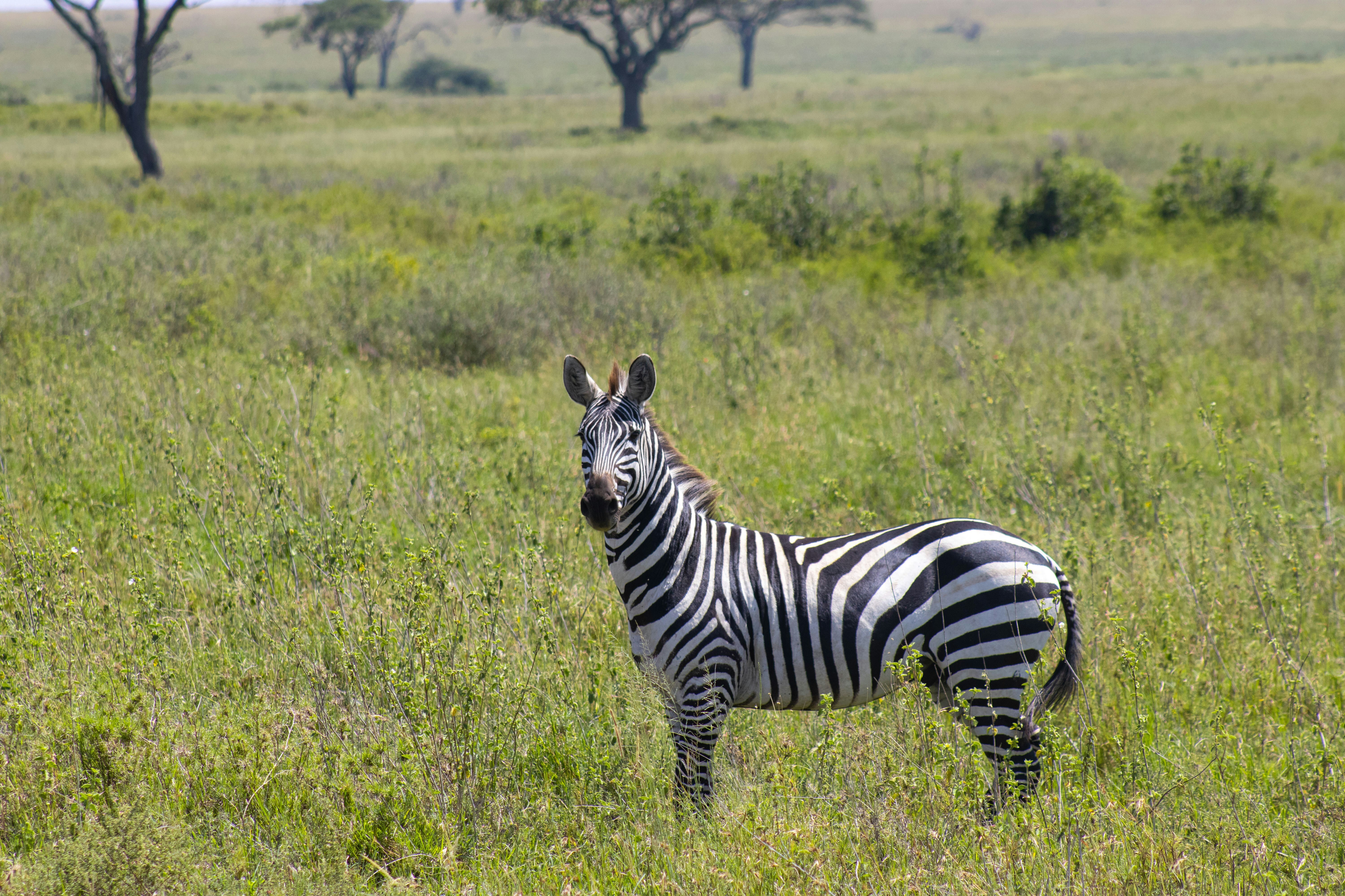 Serengeti Safari and Zanzibar: Explore Tanzania's Ultimate Adventure and Relaxation Destinations