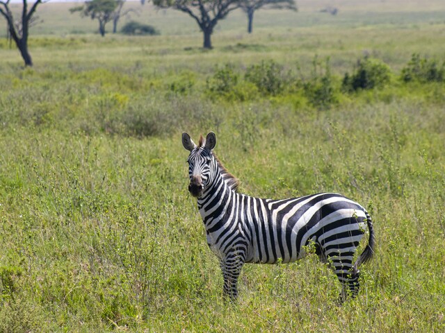 Serengeti Safari and Zanzibar: Explore Tanzania's Ultimate Adventure and Relaxation Destinations