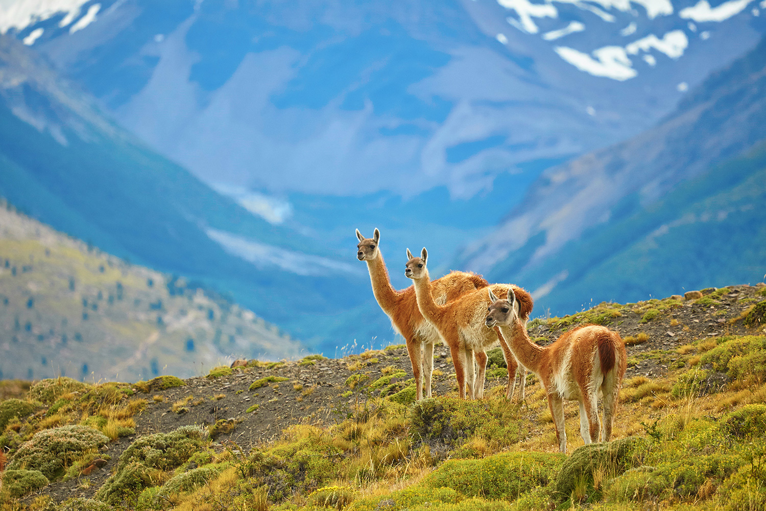 Torres-del-Paine-National-Park.jpg