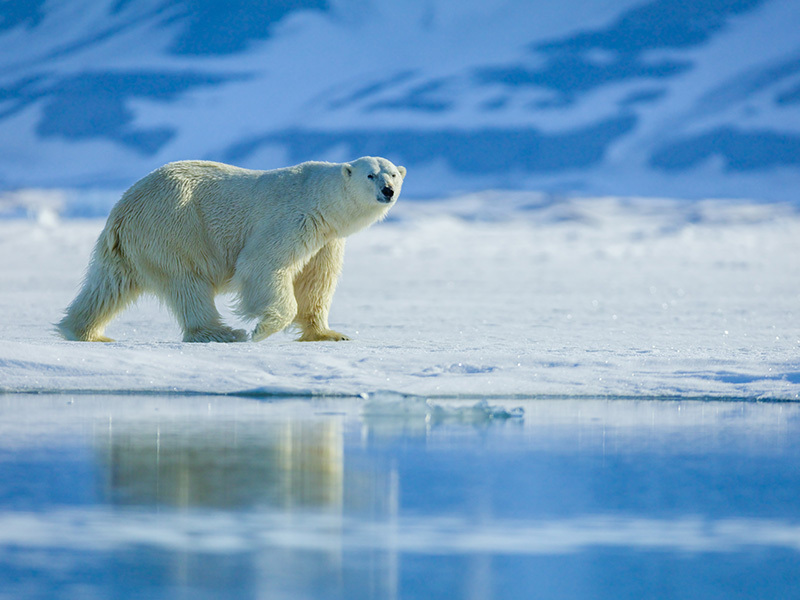 Sustainable Cruising