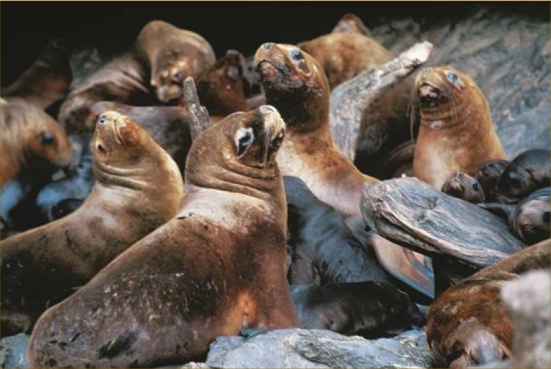 Leopard Seals