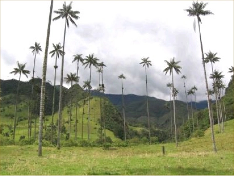 Pereira coffee landscape