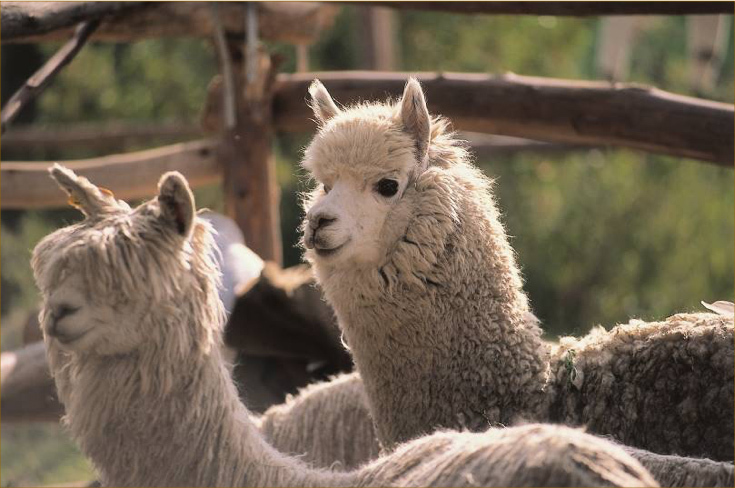 Llama Cusco