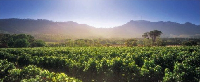 Cape Winelands