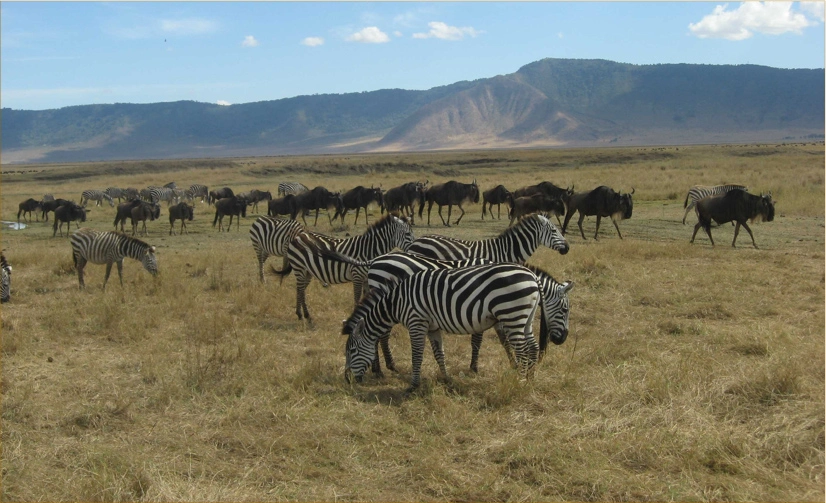 The Ngare Nanyuki