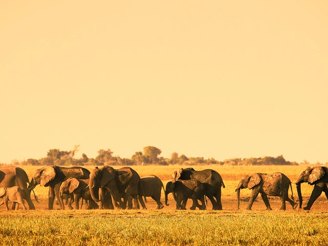 Africa
