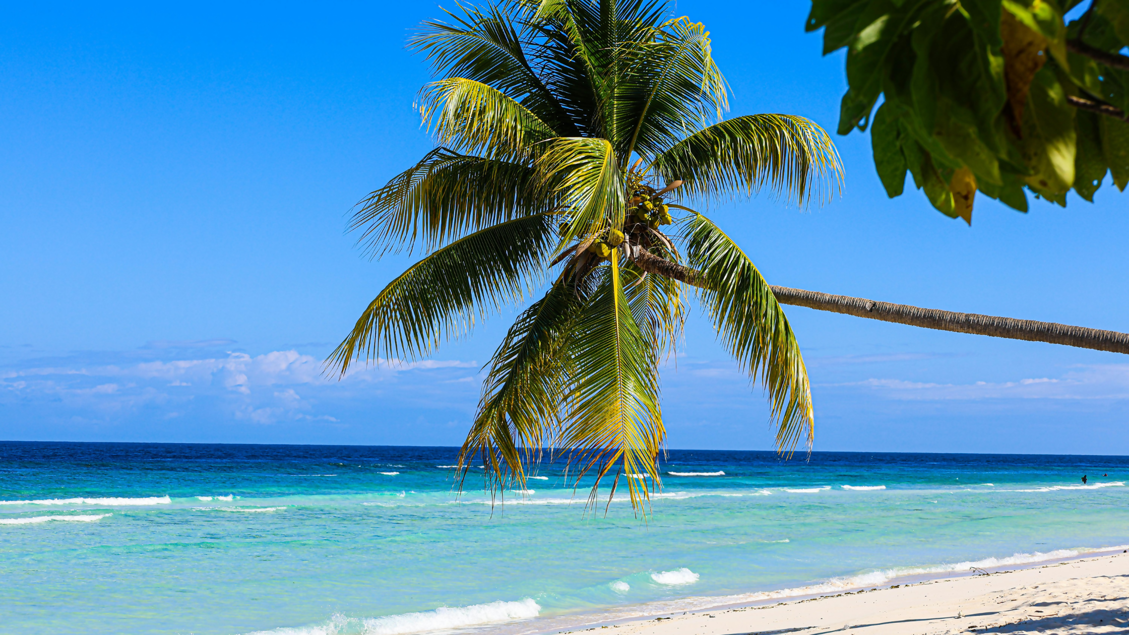 Sunwing Discover Jamaica and Save More