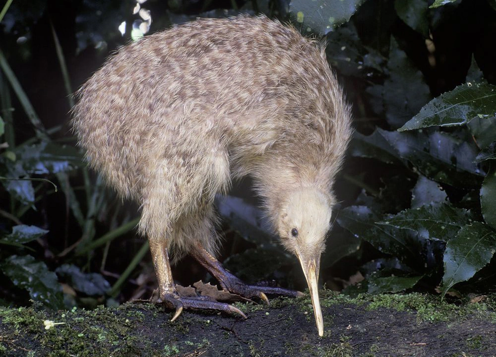 ARRIVE IN AUCKLAND, NEW ZEALAND