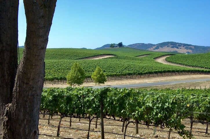 Biking Through Sonoma's Vineyards