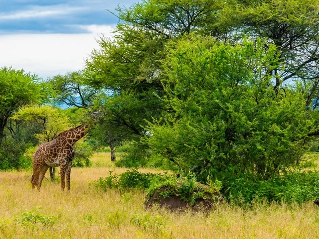 Witness Nature’s Encore on the Post-Migration Premier Safari