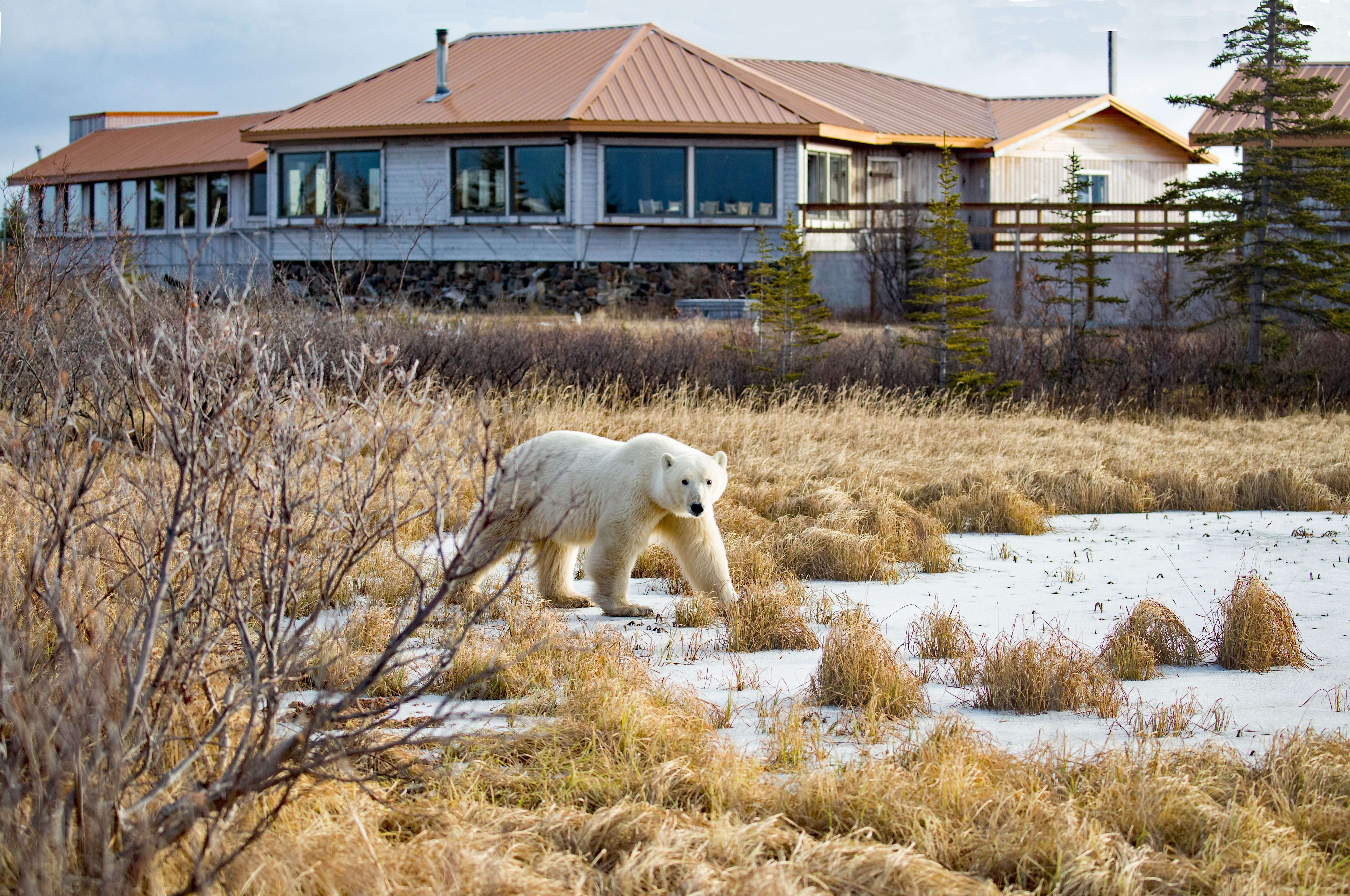 Churchill Wild Polar Bear Lodge