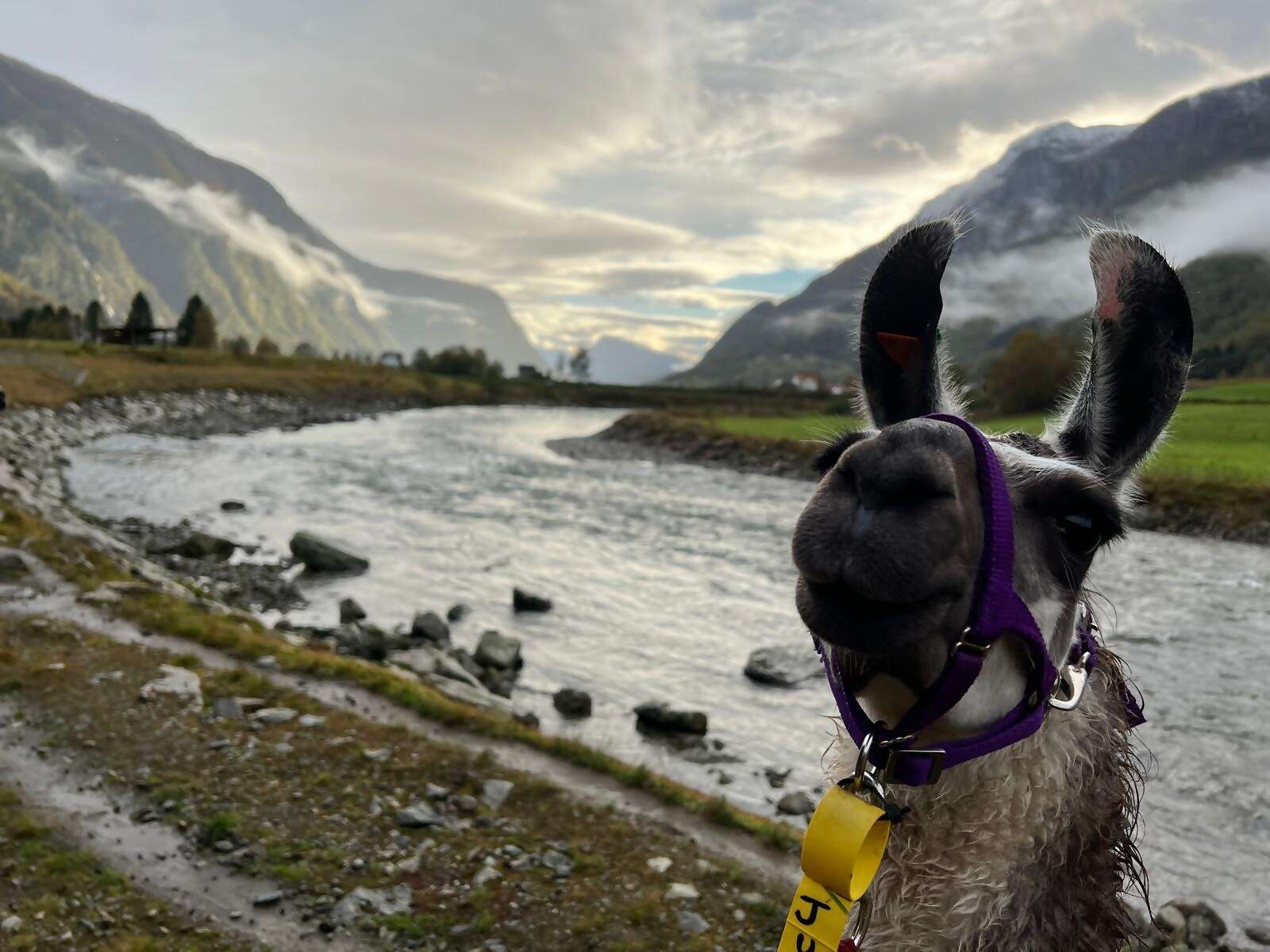 Have it All in Europe with Holland America