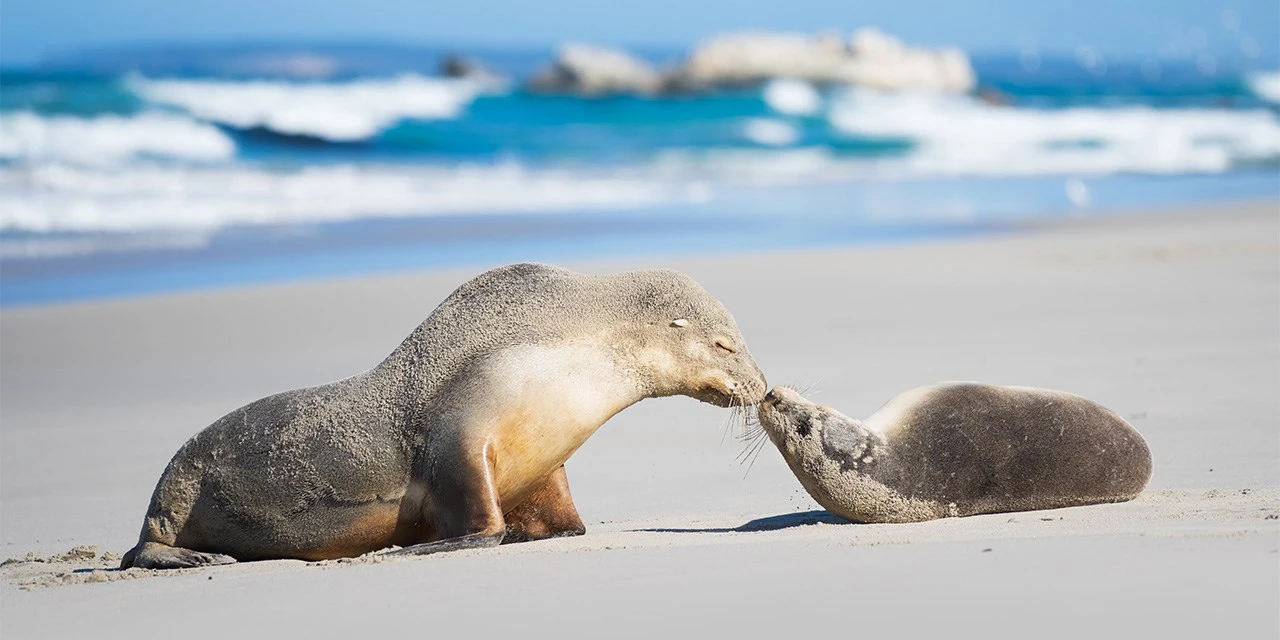 Kangaroo Island Sightseeing