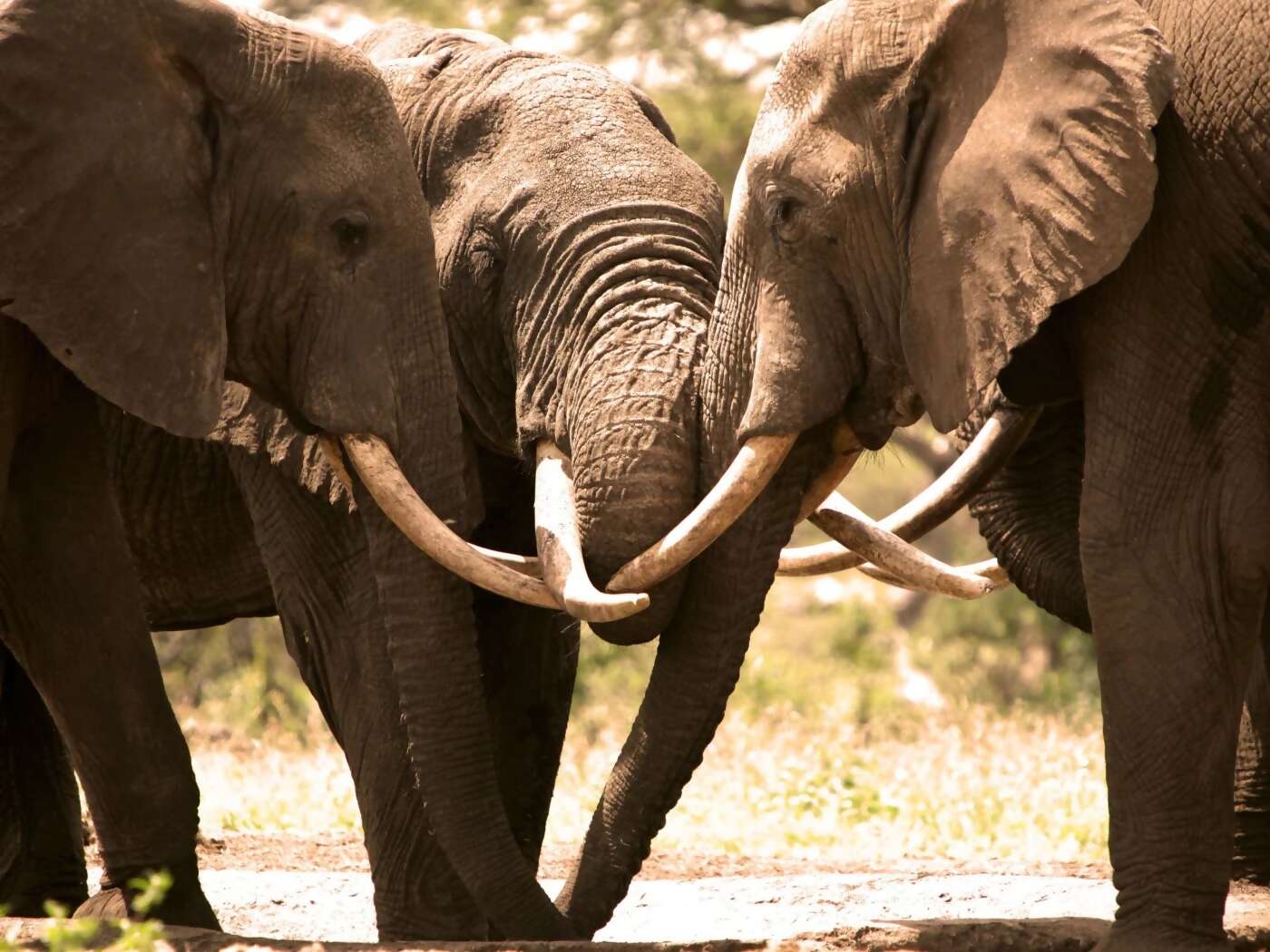 Private tour of the Falls, Elephant encounter and Boma Drum and Dinner show