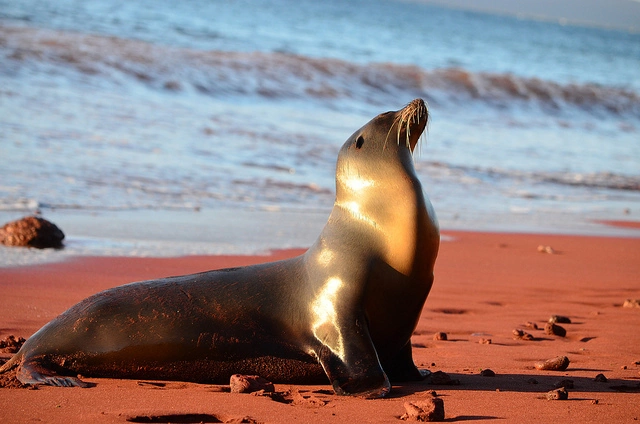 "Sea Lion, Galapagos Islands" by Paul Krawczuk is licensed under CC BY 2.0