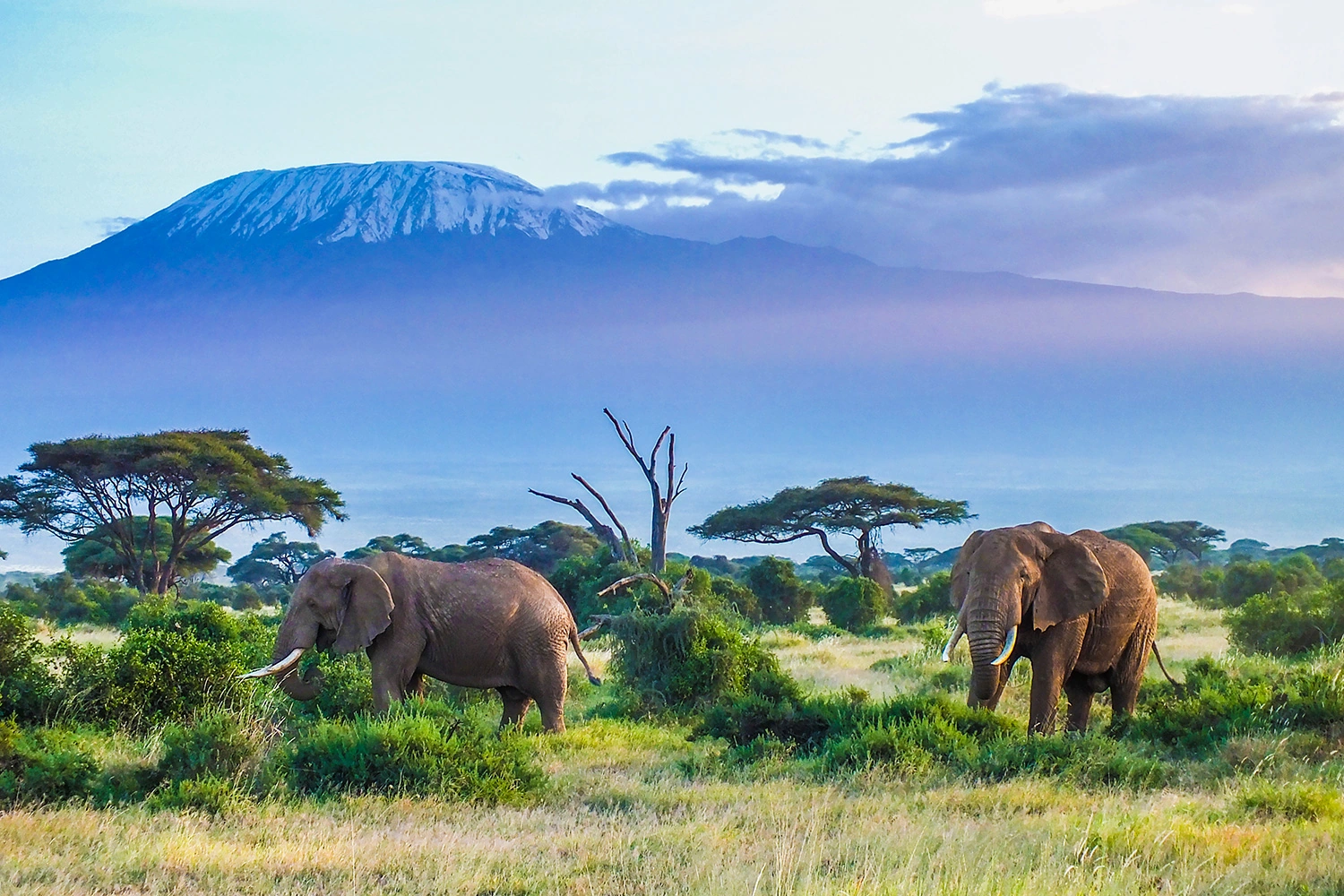 African Safari