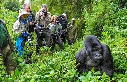 DAY5: UNFORGETTABLE MOUNTAIN GORILLA EXPERINCE – AFTERNOON LEISURE