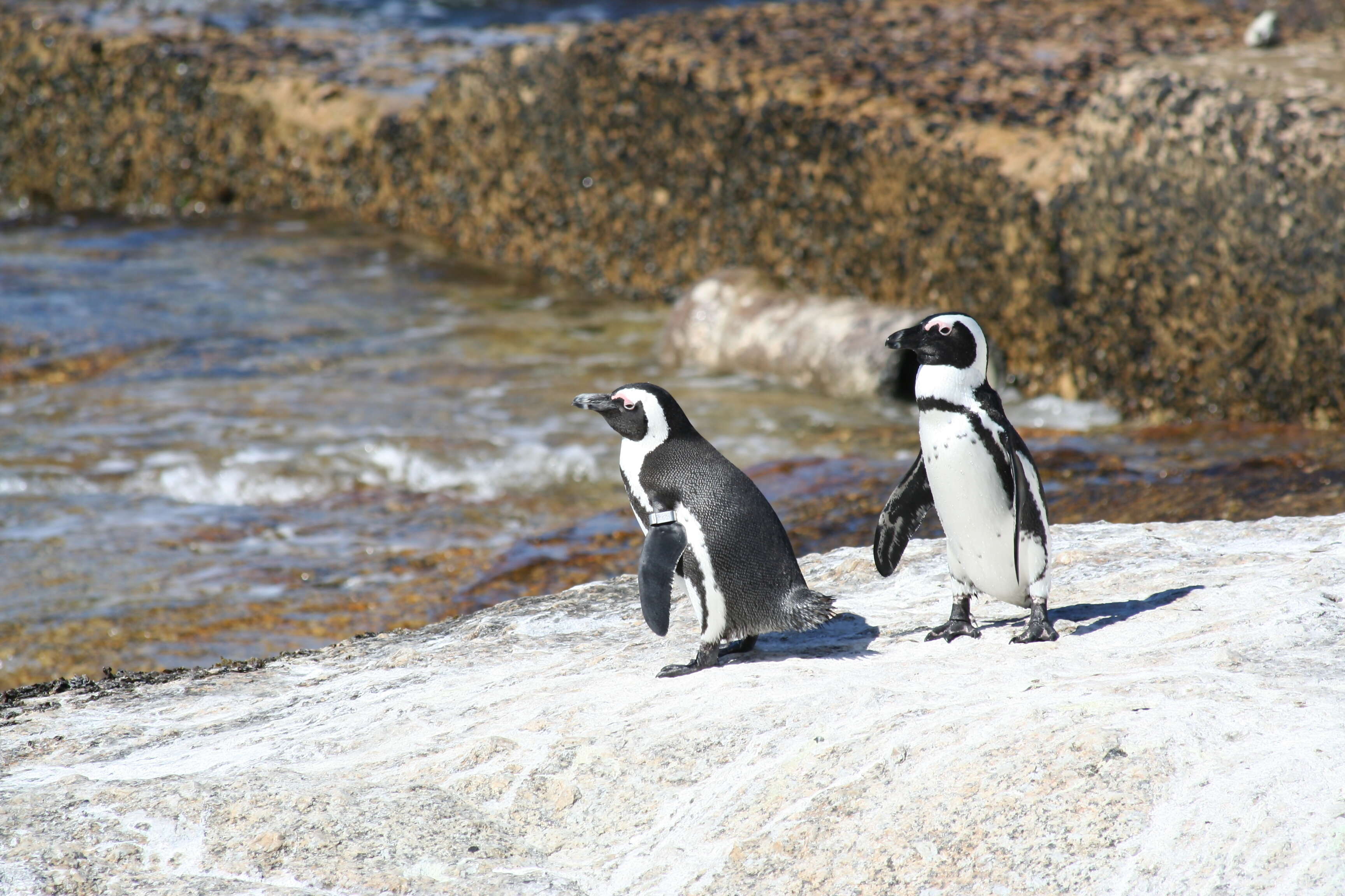 Cape Peninsula Adventure and Wine Tasting