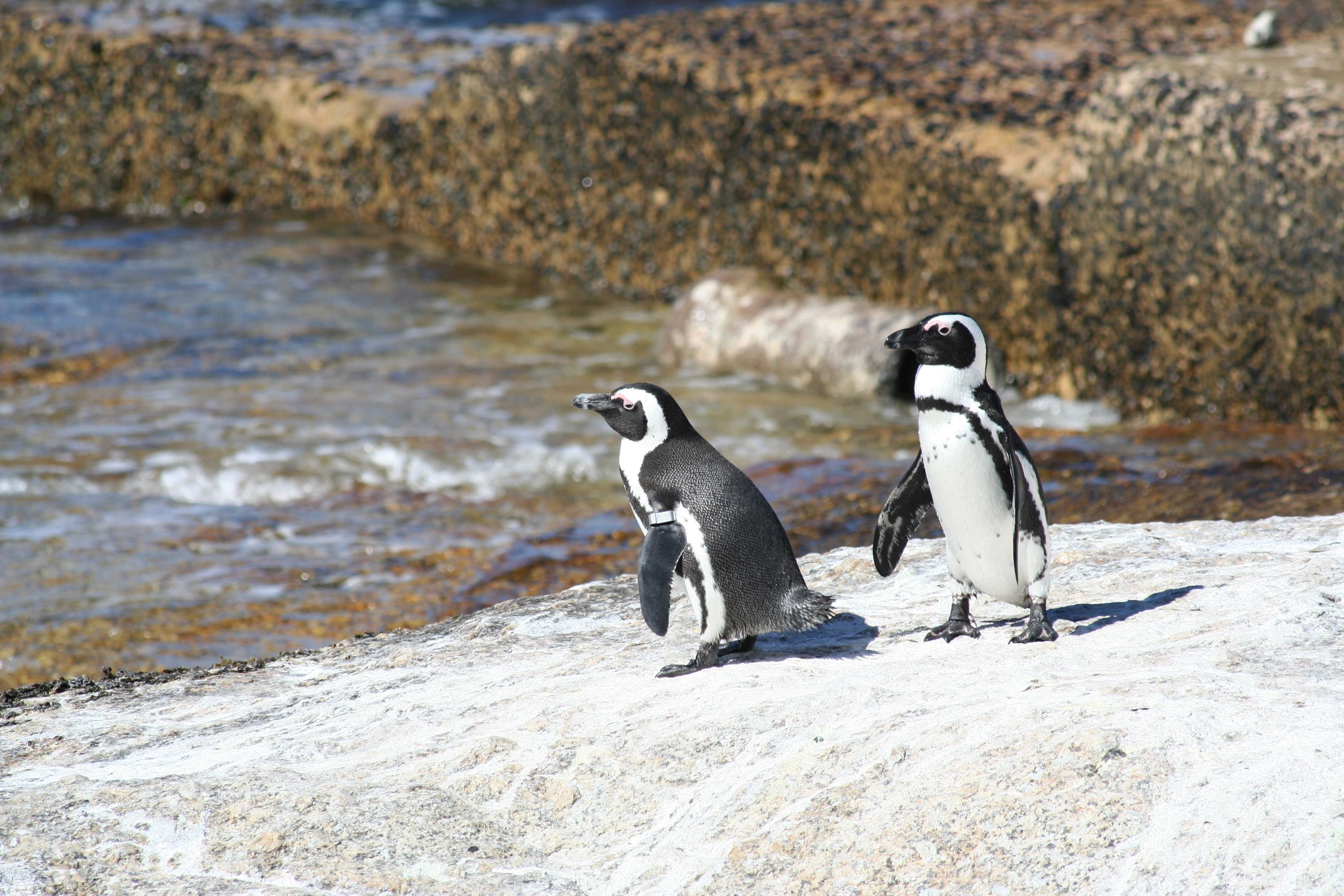 Cape Peninsula Adventure and Wine Tasting